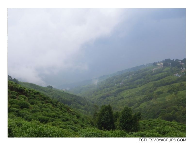 plantation de thé darjeeling dans la brume
